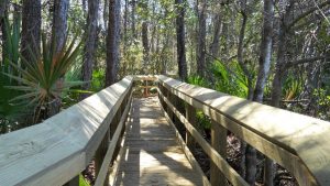 Alleged streaker found in UNF Nature Trails