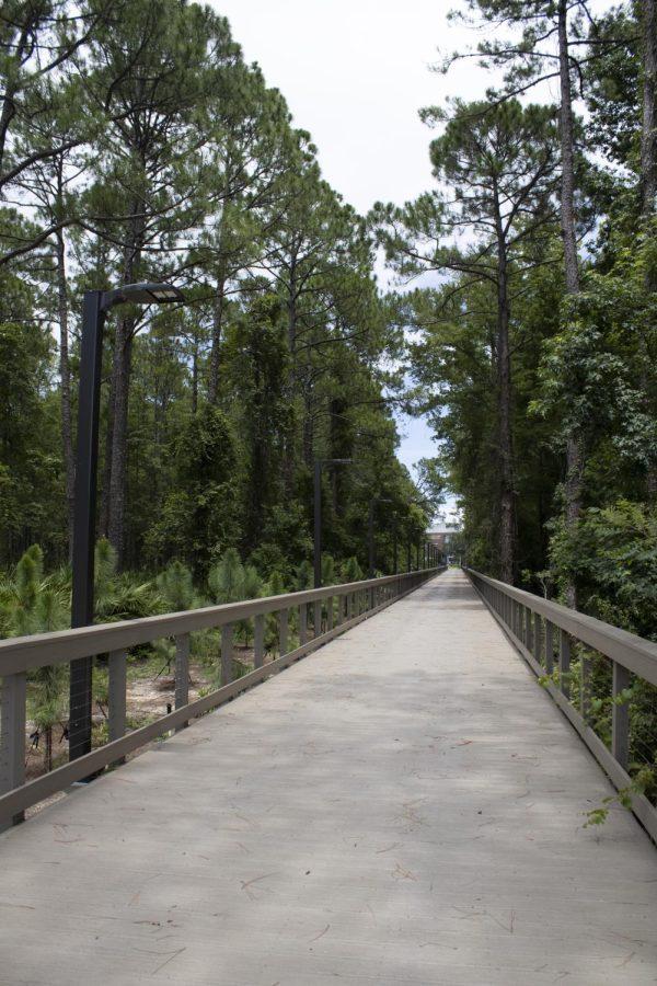 the wooden boardwalk is flanked by tall trees,. In the distance, UNFs campus can be seen