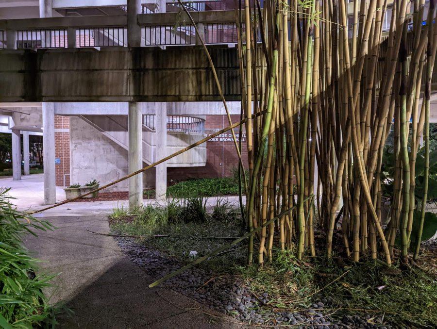 Debris covered the entire area by the Bamboo Garden
