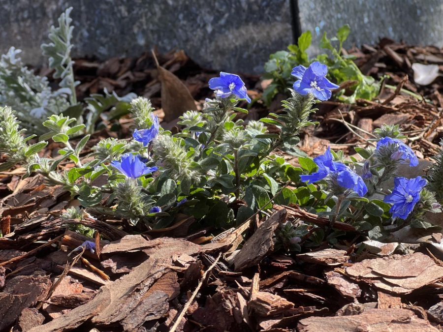 Small purple flowers at the base of the statue