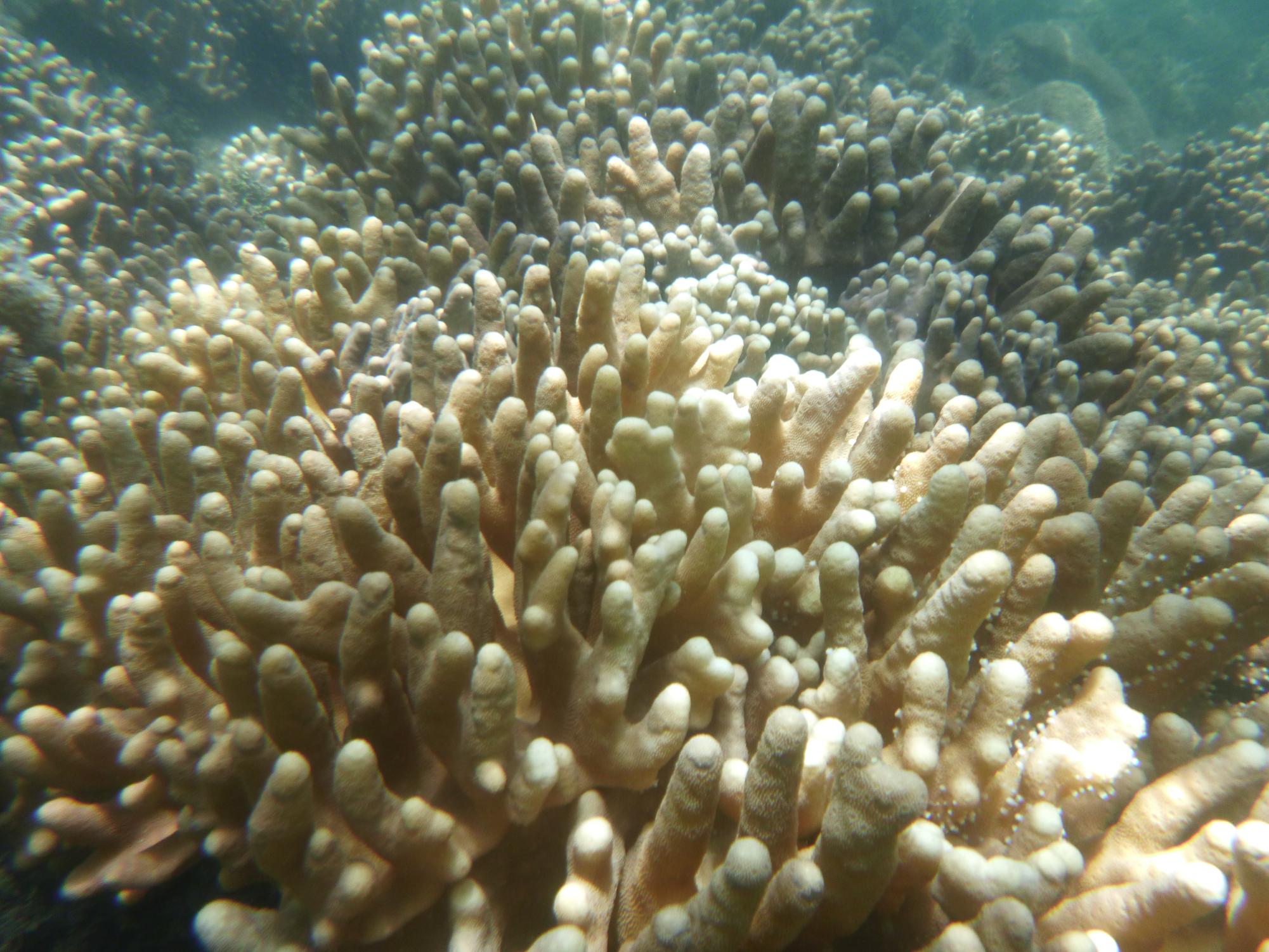 A photo of bleached coral