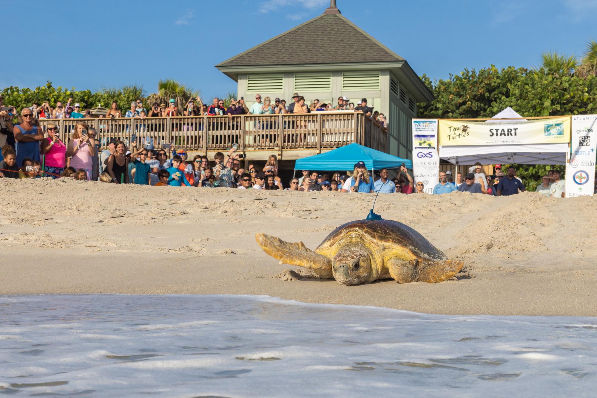 Sea turtle heads towards the sea