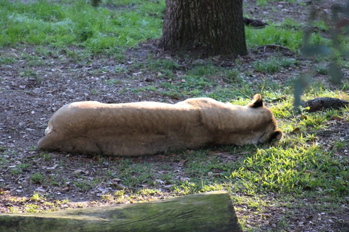 A female African lion at the Jacksonville Zoo. Lions can be found on the main path of the Africa loop. (Rachel Bacchus)