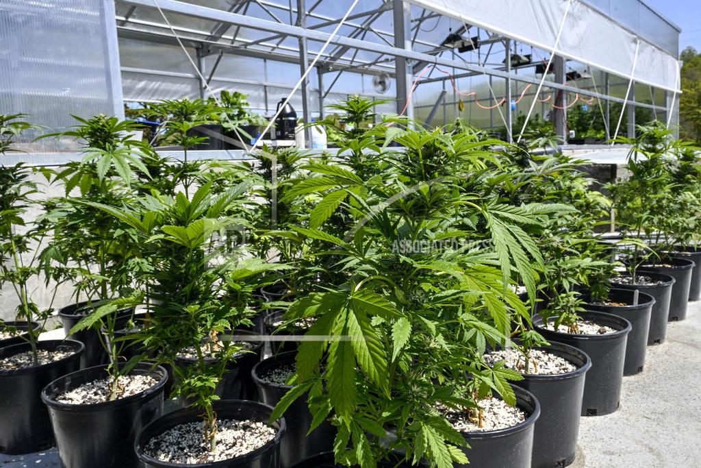 FILE - Marijuana plants are seen at a secured growing facility in Washington County, N.Y., May 12, 2023. The U.S. Drug Enforcement Administration will move to reclassify marijuana as a less dangerous drug, a historic shift to generations of American drug policy that could have wide ripple effects across the country. (AP Photo/Hans Pennink)