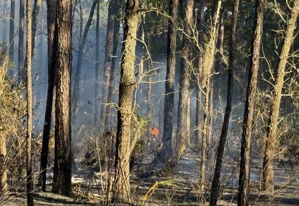 Small orange flame and smoke can be seen between trees.