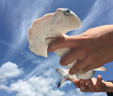 The Marine Biology Club at UNF is open for all students to join and learn about marine life and engage with peers (Photo courtesy of UNF).